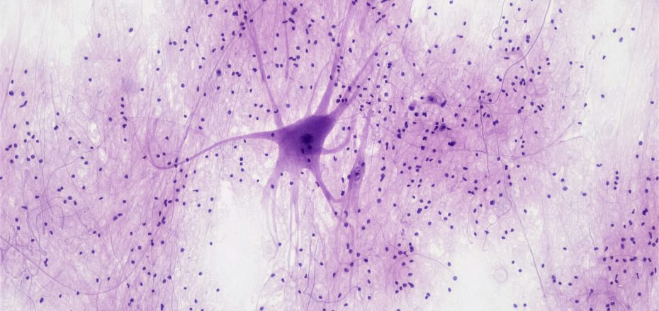 bioscience-image-library-by-fayette-reynolds-WkDk5Dt3tk0-unsplash